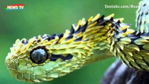 Những loài rắn vừa độc, vừa xấu xí nhất thế giới