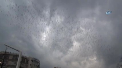 Taksim'de Sığırcık Kuşlarının Dansı Böyle Görüntülendi