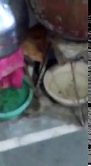 Cat enjoying with bucket