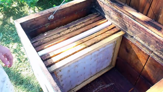 Матка - вывод маток и получение маточников | Разводим пчел