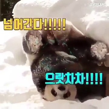 Mấy bé gấu trúc béo như quỷ mà lừ đừ thấy ghê :v lăn té kiểu này là banh hết :3 chậc