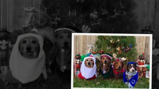 Most Festive Holiday Photo with Your Pet Winners