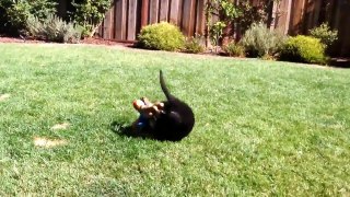 Most Joyful Dog Video Submissions
