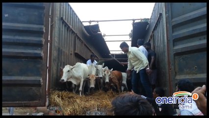 கர்நாடக தேர்தல் பிரச்சாரத்திற்கும் பசுவை கையில் எடுக்கும் பாஜக- வீடியோ