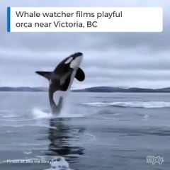 Ces touristes assistent à une scène magnifique en pleine mer : saut d'une orque