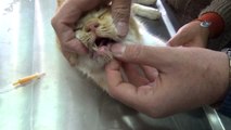 Duyarlı Çift, Donmak Üzere Olan Kediye Sahip Çıktı