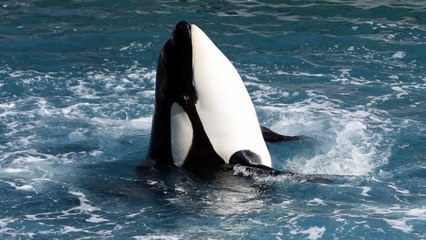 Download Video: Orca whales can 'speak human'