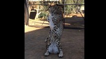 Adopted Handicapped Cheetah Sits in Tiny Dog Bed | Cute Big Cat Stands Like A Meerkat Climbs On Car