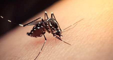 Karadeniz'de Zika Virüsü Salgınına Neden Olan Aedes Türü Sivrisinekler Tespit Edildi