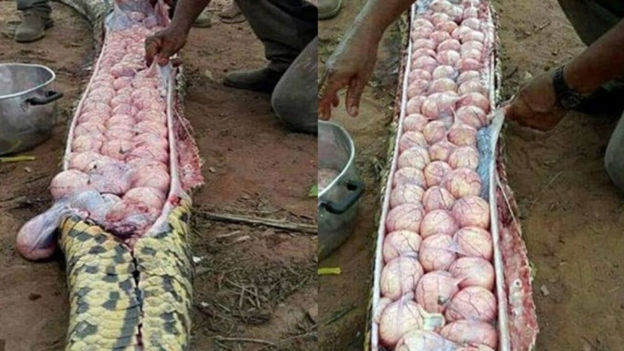 WEIRDEST Things Ever Found in Animals!