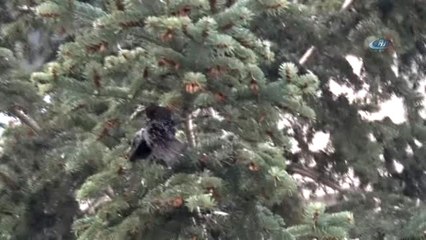 Ayağına İp Dolanan Kuşu İtfaiye Kurtardı