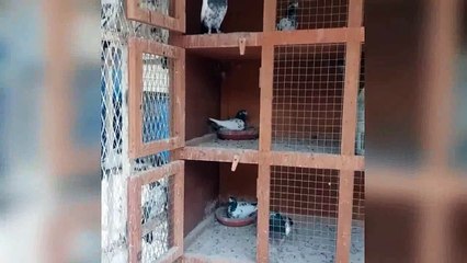 Best high flying pigeons breeding cages & pigeons day ivity ( birds)