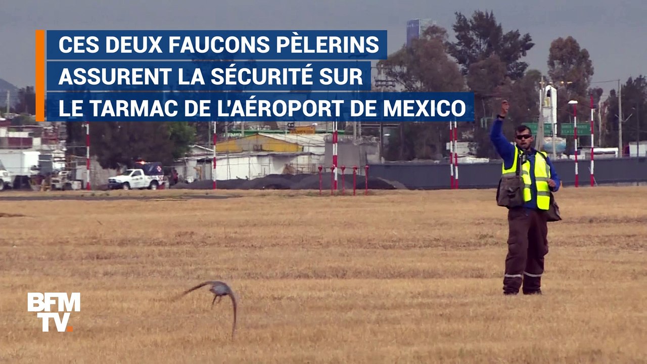 Sur l'aéroport de Mexico, deux faucons veillent à la sécurité du trafic