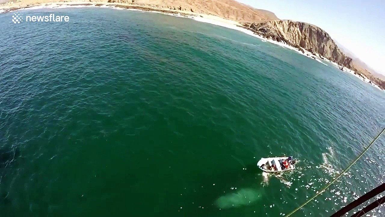 Paraglider films whale rescue off Mexico