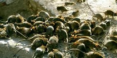 Invasion de rats à Châtelet - Les Halles (Paris)