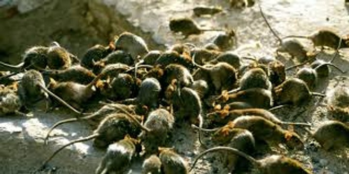 Invasion de rats à Châtelet - Les Halles (Paris)