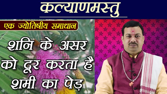 शनि की बुरी दशा बदल देगा, ये पेड़ | Astrological Benefits of Shami| Remedy for Shani | Boldsky