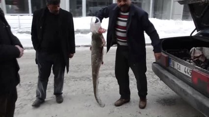 Yayın Balıkları Pazarlık Usulü Satılıyor