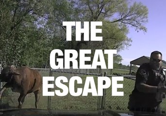 Animals Breaking Free