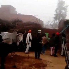 ਜਦੋਂ ਛੱਤ 'ਤੇ ਚੜ੍ਹੀ ਗਾਂ, ਦੇਖੋ ਵੀਡੀਓ