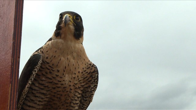 Penjaga lapangan terbang Mexico