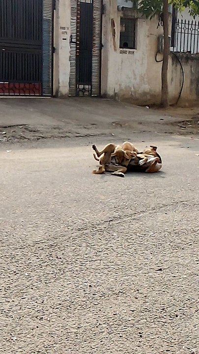 Mr Manish comedy hindi and Bhojpuri mp3song