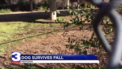 Missing Dog Reunited WIth Owner After Surviving 20-Foot Fall from Overpass