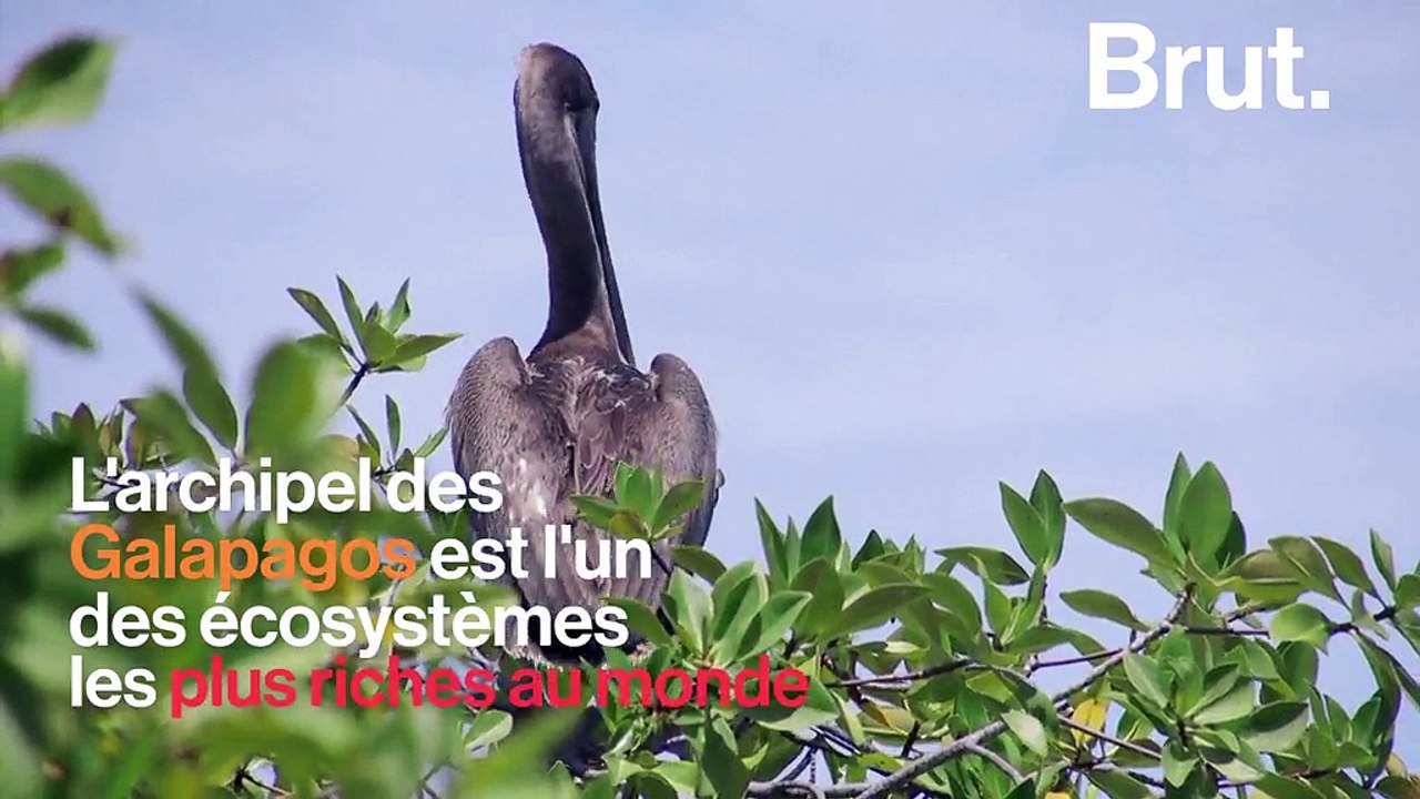 Une pouponnière naturelle de requins marteaux, vieille de plusieurs centaines de milliers d’années, découverte aux Galapagos