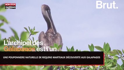 Une pouponnière naturelle de requins marteaux découverte aux Galapagos (Vidéo)
