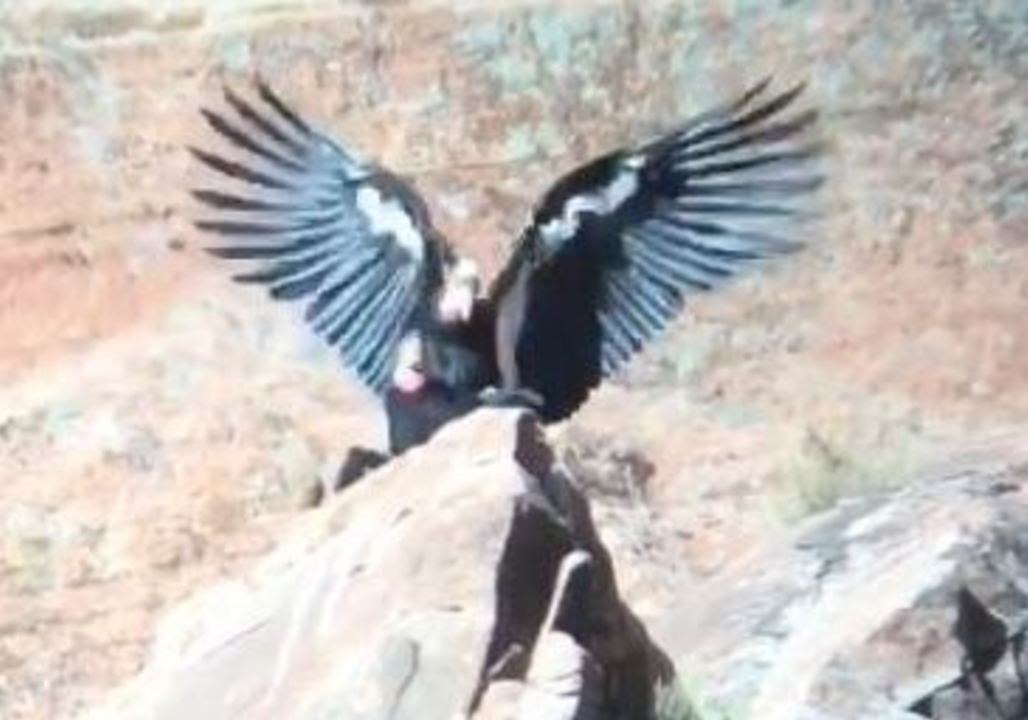 Rare Glimpse of Endangered California Condors Mating Caught on Camera
