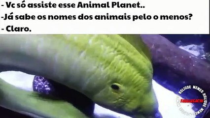 Nomes dos animais