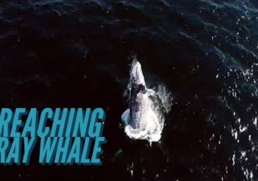 California Drone Captures Spectacular Grey Whale Breach