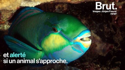 Écailles, liquide toxique, bulle de mucus... comment les animaux se défendent-ils ?