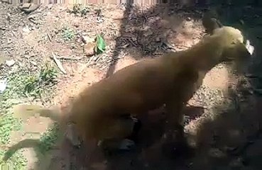 DE QUEM SERÁ O CARRINHO DE MÃO - Animal Dubbing