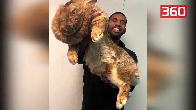 Njihuni me lepurin më të madh në botë, përmasat e tij do t'ju lenë pa fjalë (360video)