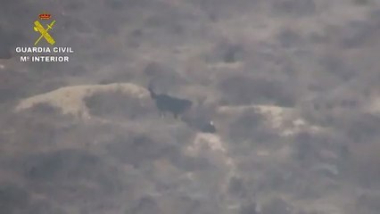 La Guardia Civil localiza el enorme perro