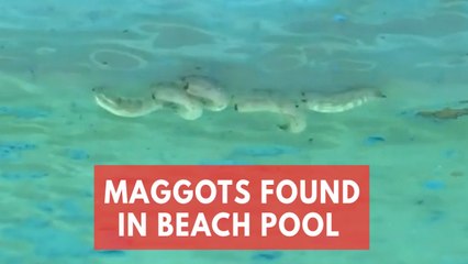 Maggots found in Sydney beach pool