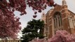 Blooming Spring Flowers at University of Washington  4K UHD