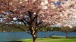 Lake Washington's Spring 20170403 4K UHD