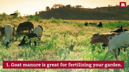 Reasons to buy a goat | Rare Animals