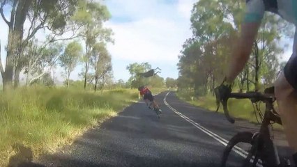 Kangourou vs Cycliste