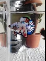 betta fish koi galaxi