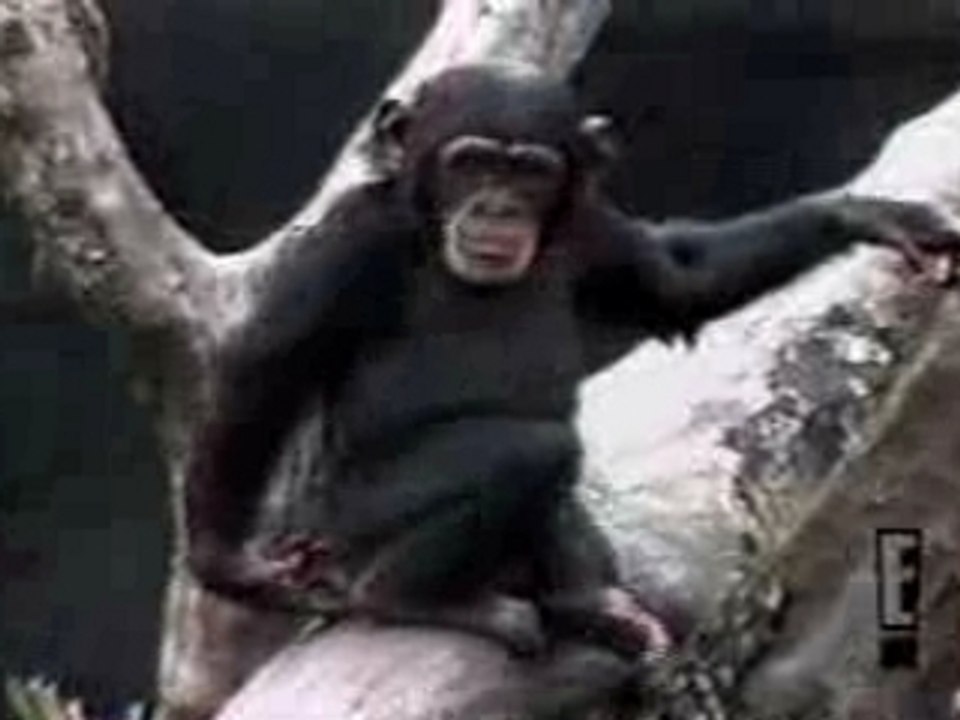 Monkey smell his finger