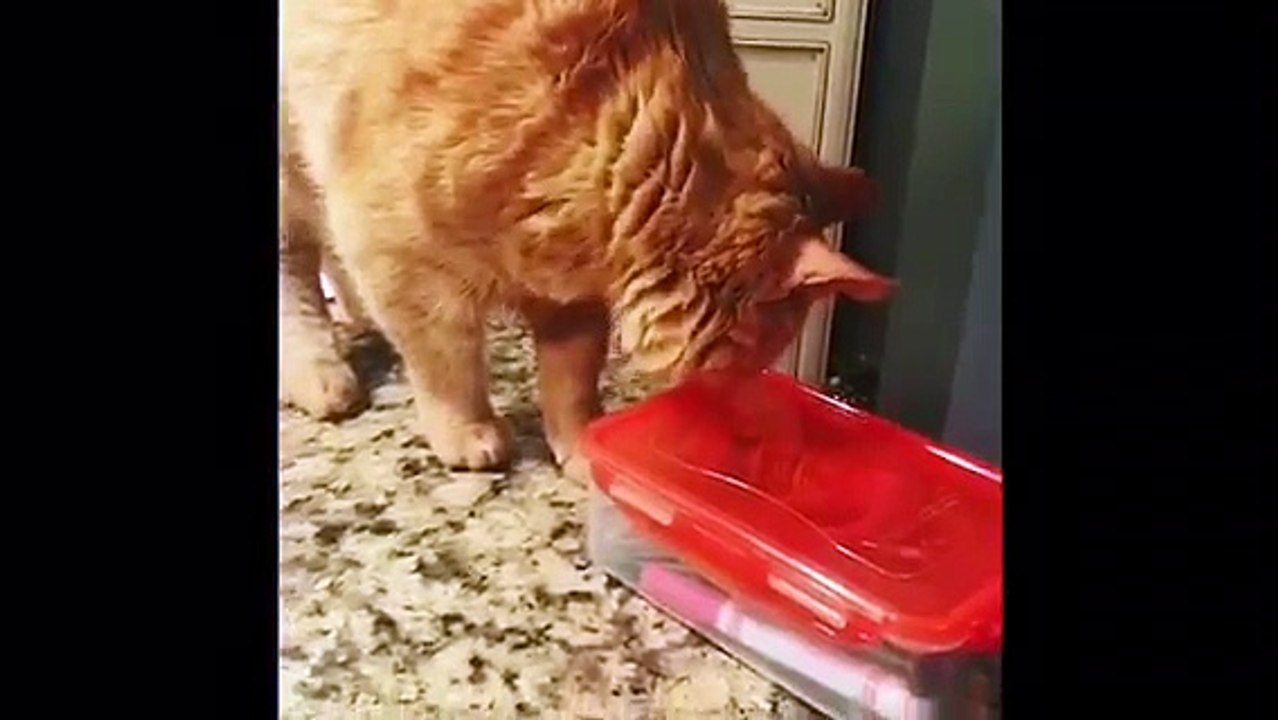 Ce chat jette tout par-dessus la table !! Catastrophe en cuisine..