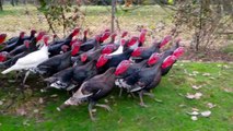 11 Turkeys Who Won’t Get Eaten This Thanksgiving