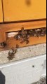 عالم النحل ,النحل, يدافع عن خليته, When bees defend their colony