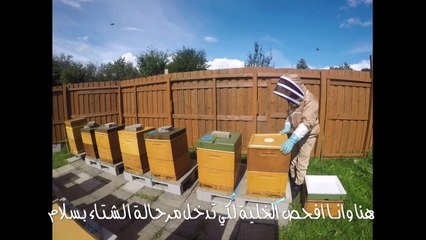 تشتية النحل في فصل الشتاء الجزء الاول , Processing bees for winter