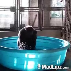 Gusül  Abdesti alan Maymun