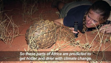 Researchers in S.Africa look at pangolins and climate change