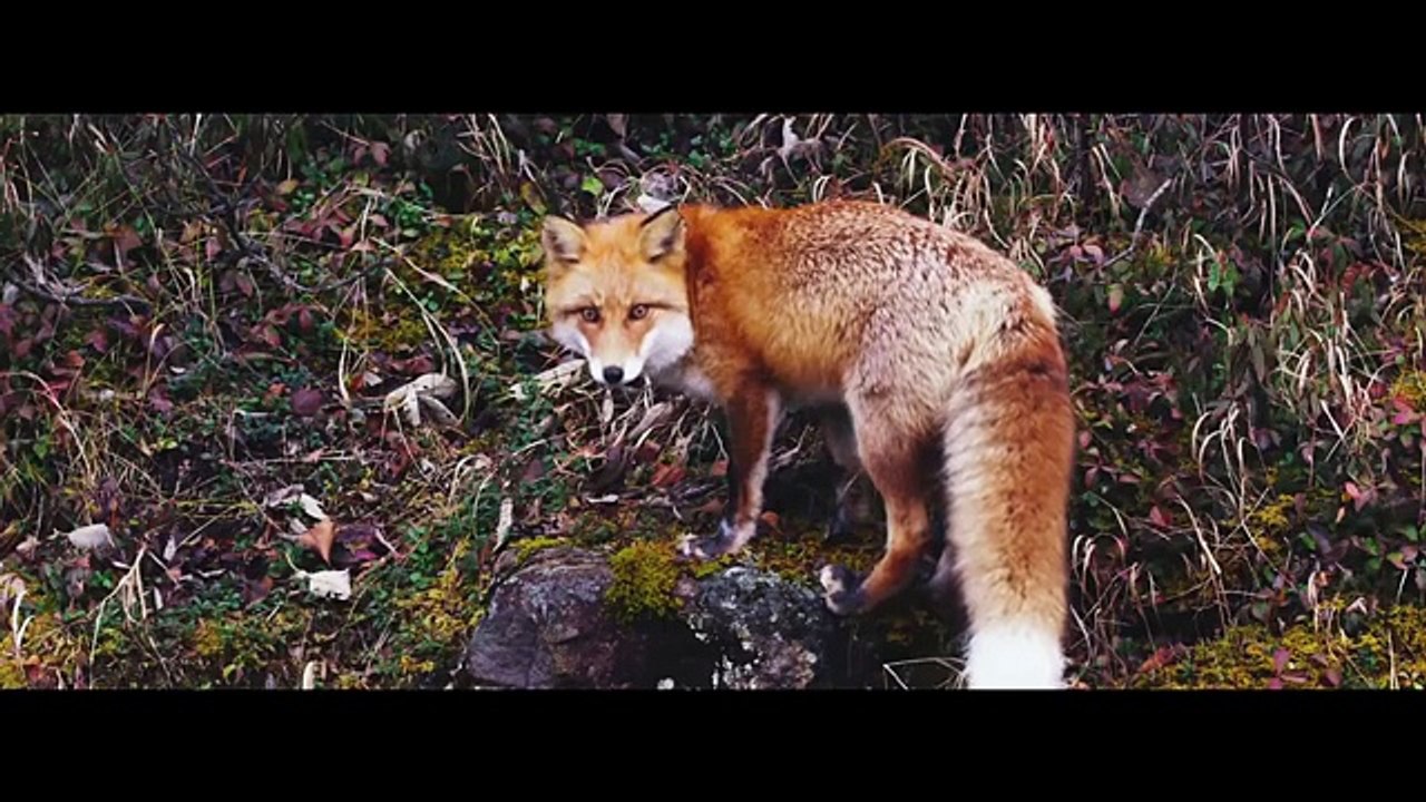 2018 Jeep Wrangler Austin, TX | Jeep Wrangler Rubicon Austin, TX